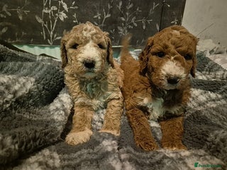 Goldendoodle dogs Goldendoodles Ready Next Week - Advert 2