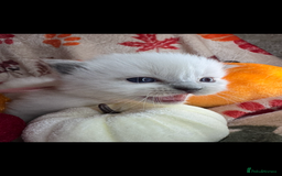 Ragdoll cats for sale: 🏆 gccf ragdoll grand champion kittens 🏆 - Image 2