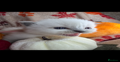 Ragdoll cats - Advert 11