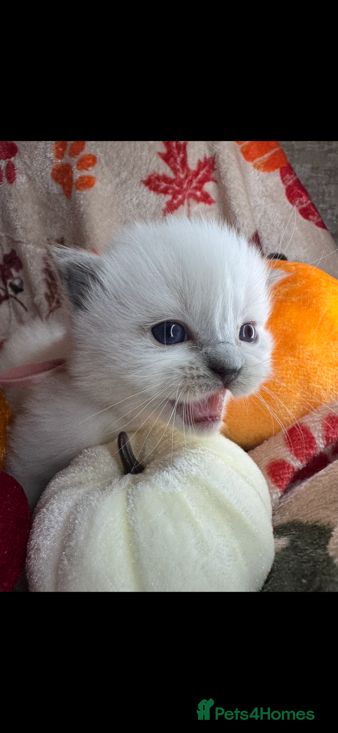 Ragdoll cats for sale: 🏆 gccf ragdoll grand champion kittens 🏆 - Image 2
