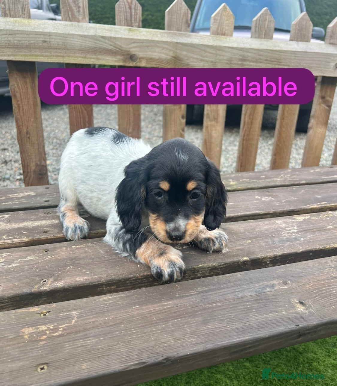 Cockapoo dogs Cockapoo puppy’s  - Advert 15