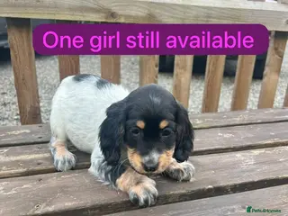 Cockapoo dogs Cockapoo puppy’s - Advert 15