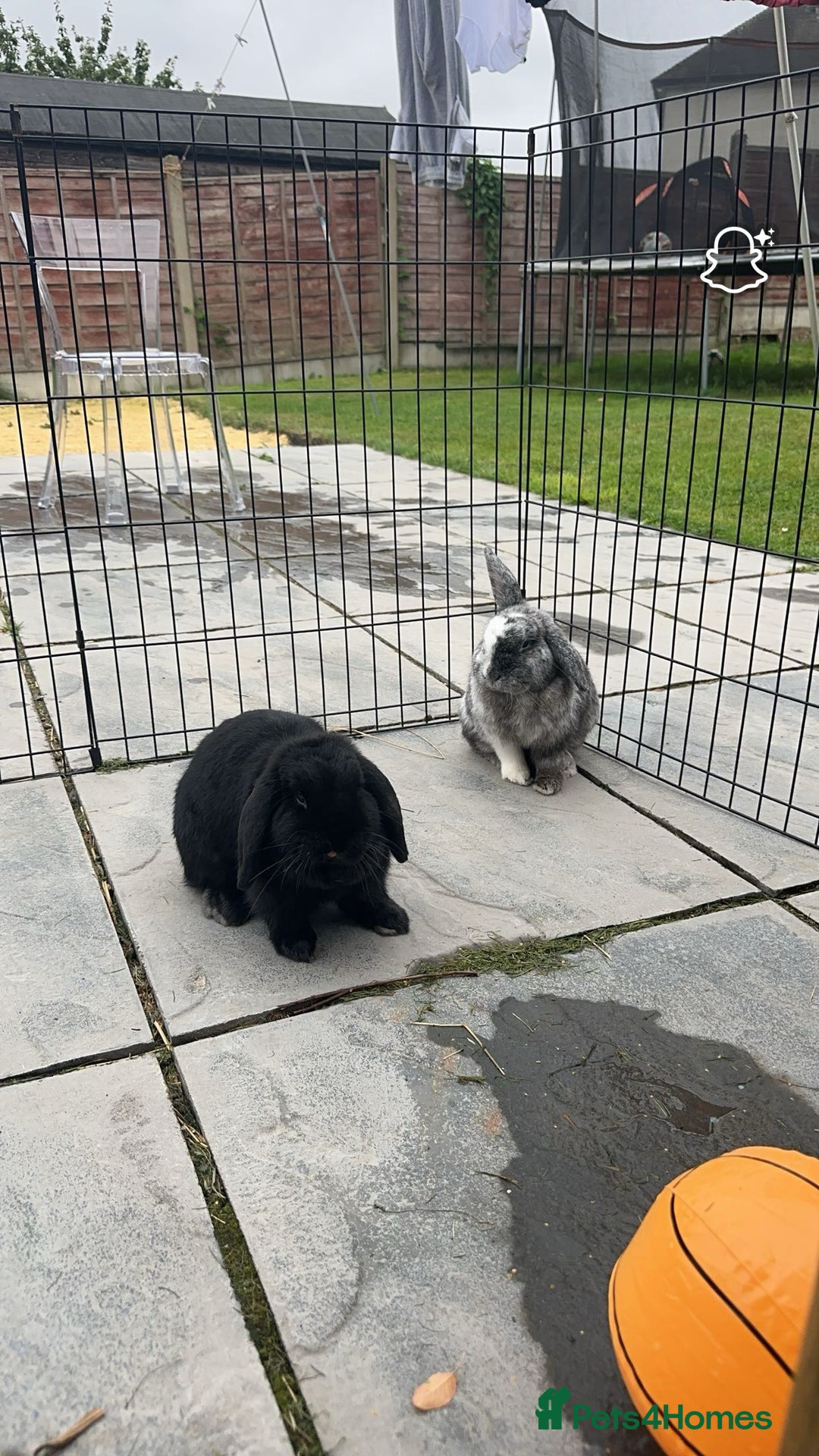 Mini Lop rabbits for sale: 2 rabbits for sale - Image 1