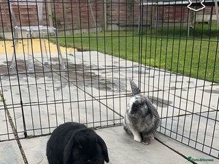 Mini Lop rabbits - Advert 29