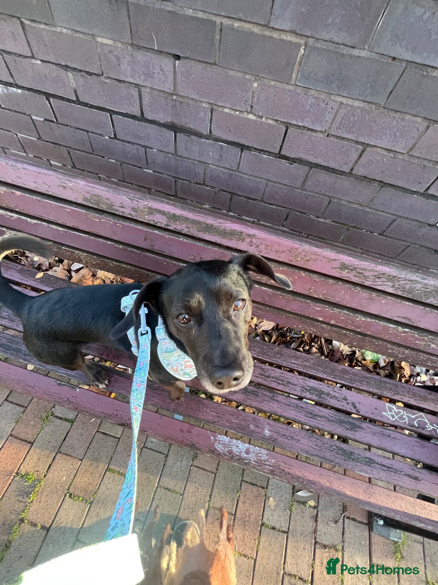 Mixed Breed dogs Buddy  - Advert 1