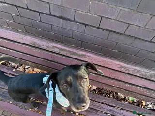 Mixed Breed dogs Buddy - Advert 1