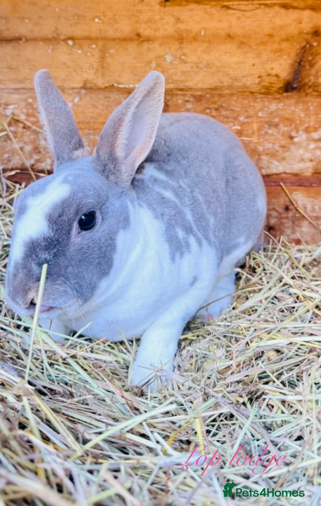 Mixed Breed rabbits for sale: Double hutch and rabbits  in Newark - Advert 5