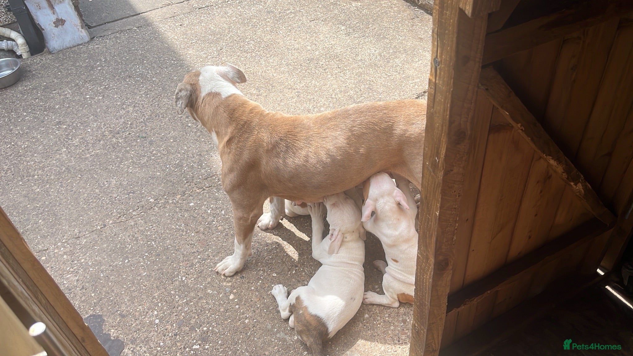 American Bulldog dogs Johnsons American Bulldog Puppies for sale - Advert 19