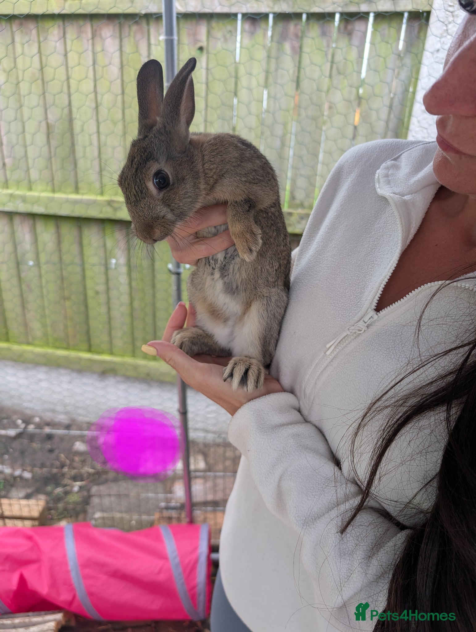 Mixed Breed rabbits for sale: Baby rabbits  - Advert 11
