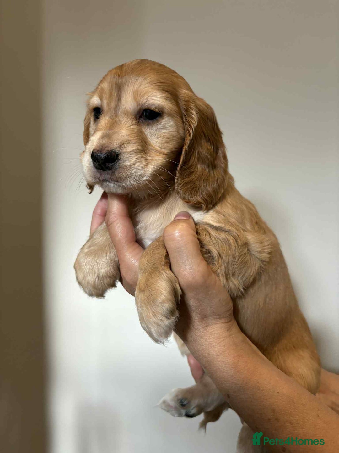 Cocker Spaniel dogs for sale: Pure show type dna health tested KC reg parents  - Image 21
