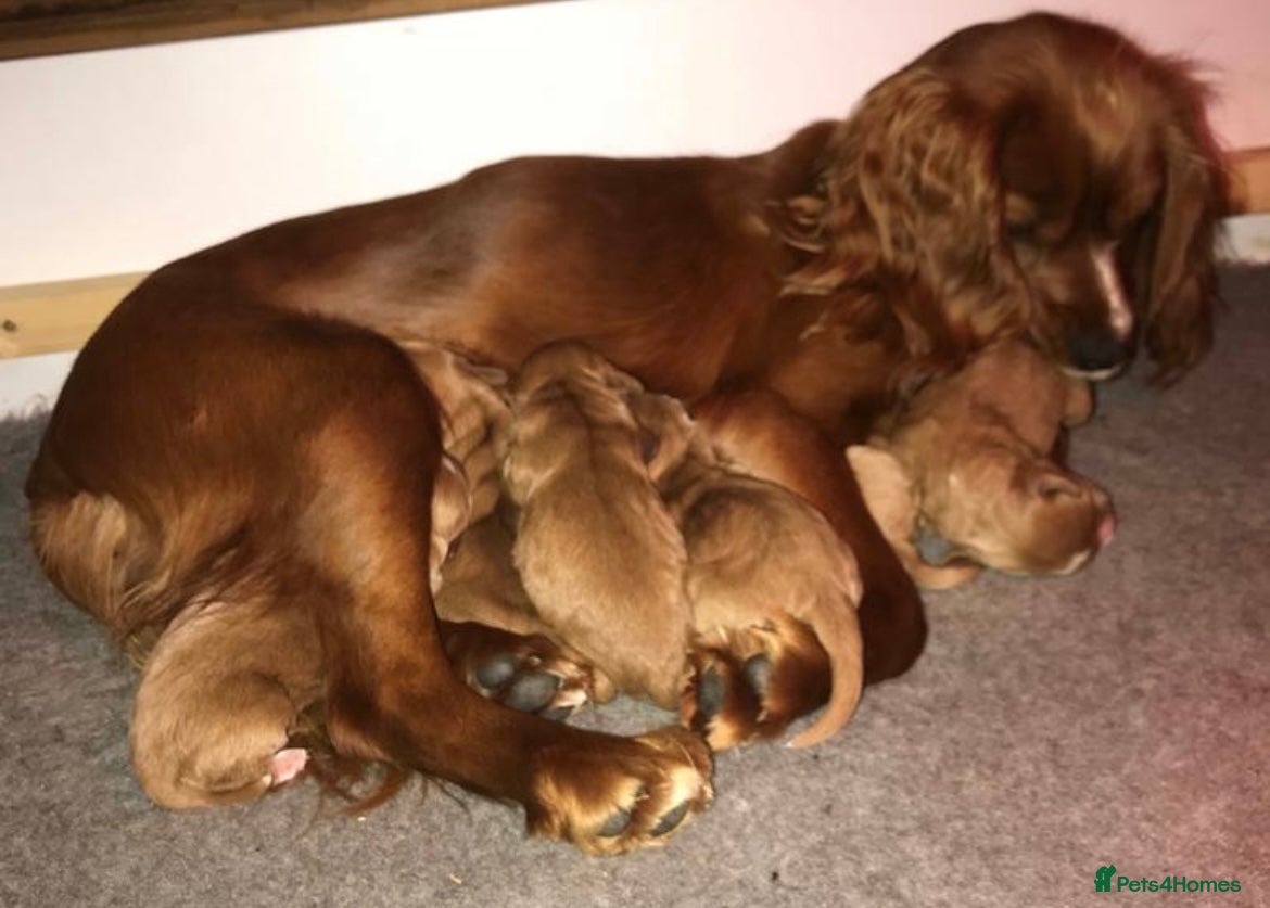 Cocker Spaniel dogs fox red cocker spaniels health tested  - Advert 7