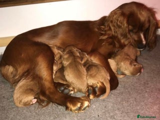 Cocker Spaniel dogs fox red cocker spaniels health tested - Advert 1