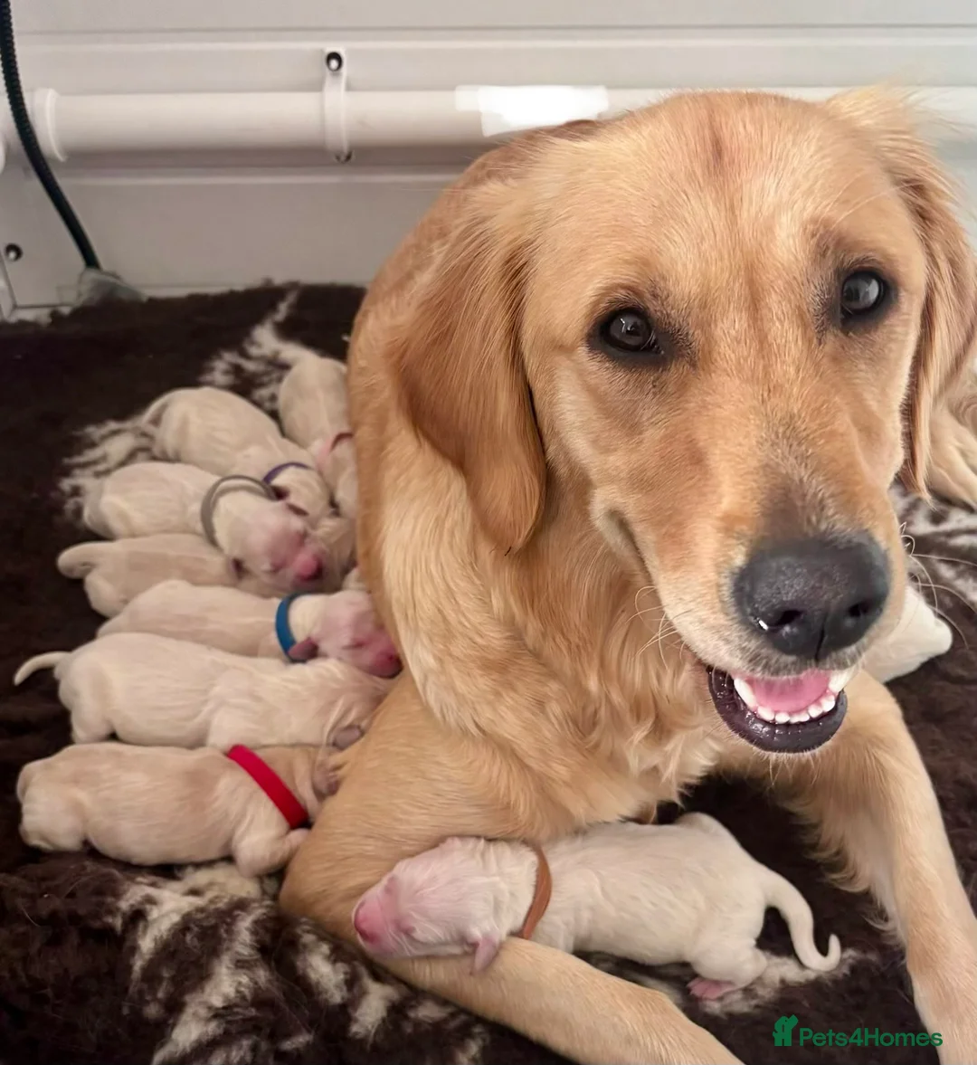 Golden Retriever dogs for sale: KC Golden Retrievers - Now taking reservations  in Barnsley - Advert 1