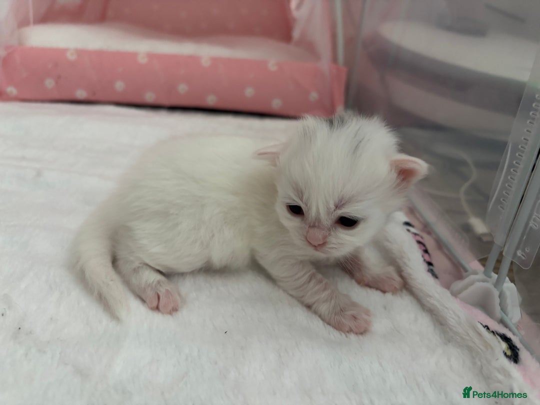 Ragdoll cats for sale: LAST KITTEN LEFT 🎀 - Image 4