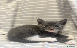Mixed Breed cats for sale: Adorable 5-Week-Old Kittens Ready to Reserve - Image 7