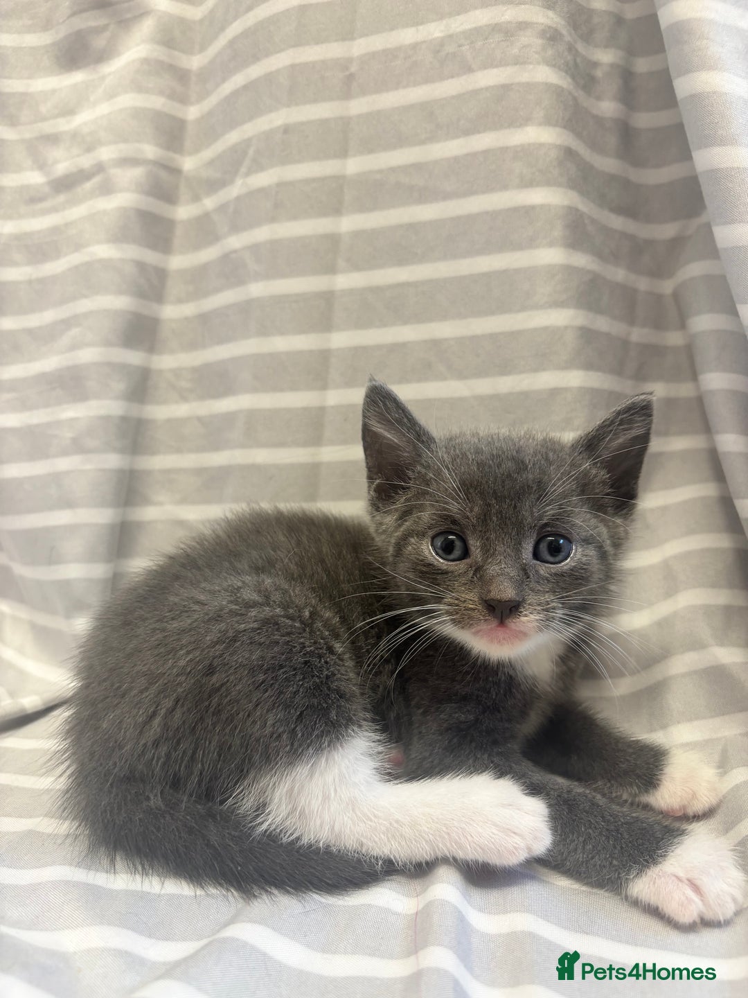 Mixed Breed cats for sale: Adorable 5-Week-Old Kittens Ready to Reserve - Image 7