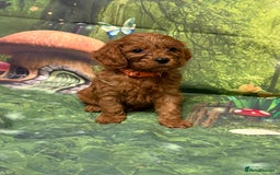 Cavapoo dogs for sale: Lovely litter of F1 Cavapoos - Advert 19