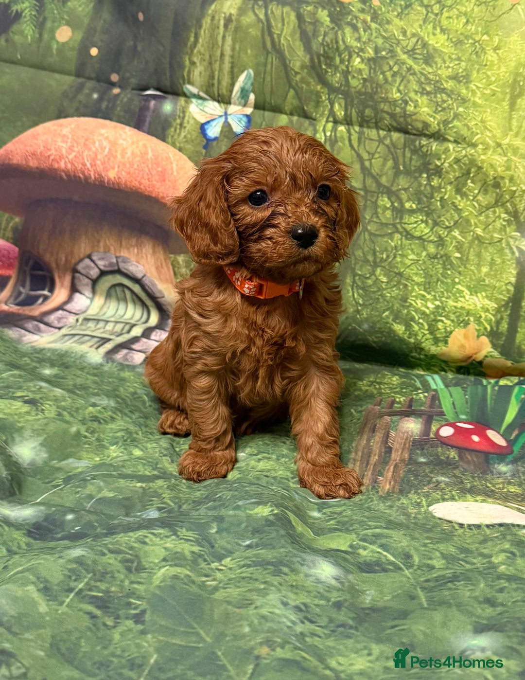 Cavapoo dogs for sale: Lovely litter of F1 Cavapoos - Advert 19