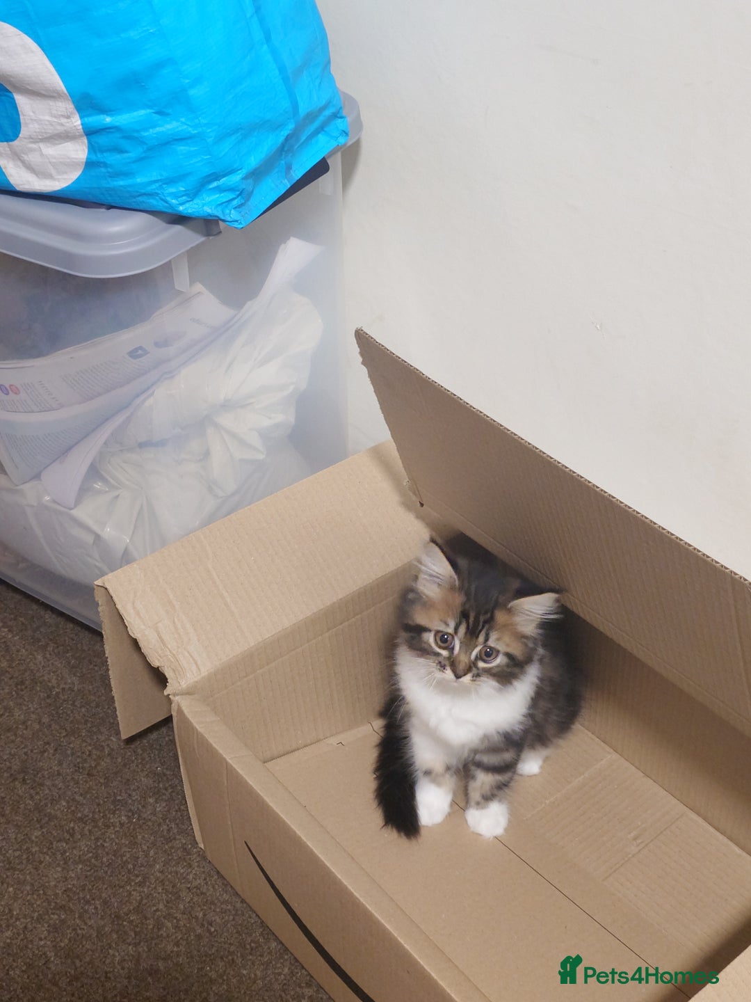 Persian cats for sale: Persian kittens: 2 girls and 1 boy (£230 each) - Image 1