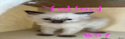 Ragdoll cats for sale: GCCF mom’s pure ragdoll kittens sale in London  - Advert 26