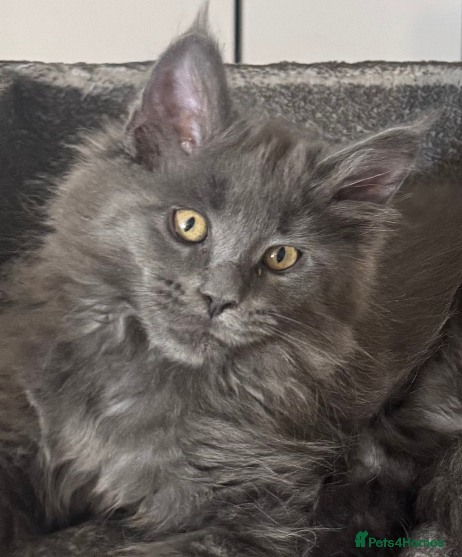 Maine Coon cats Large female Maine Coon kittens  - Advert 1