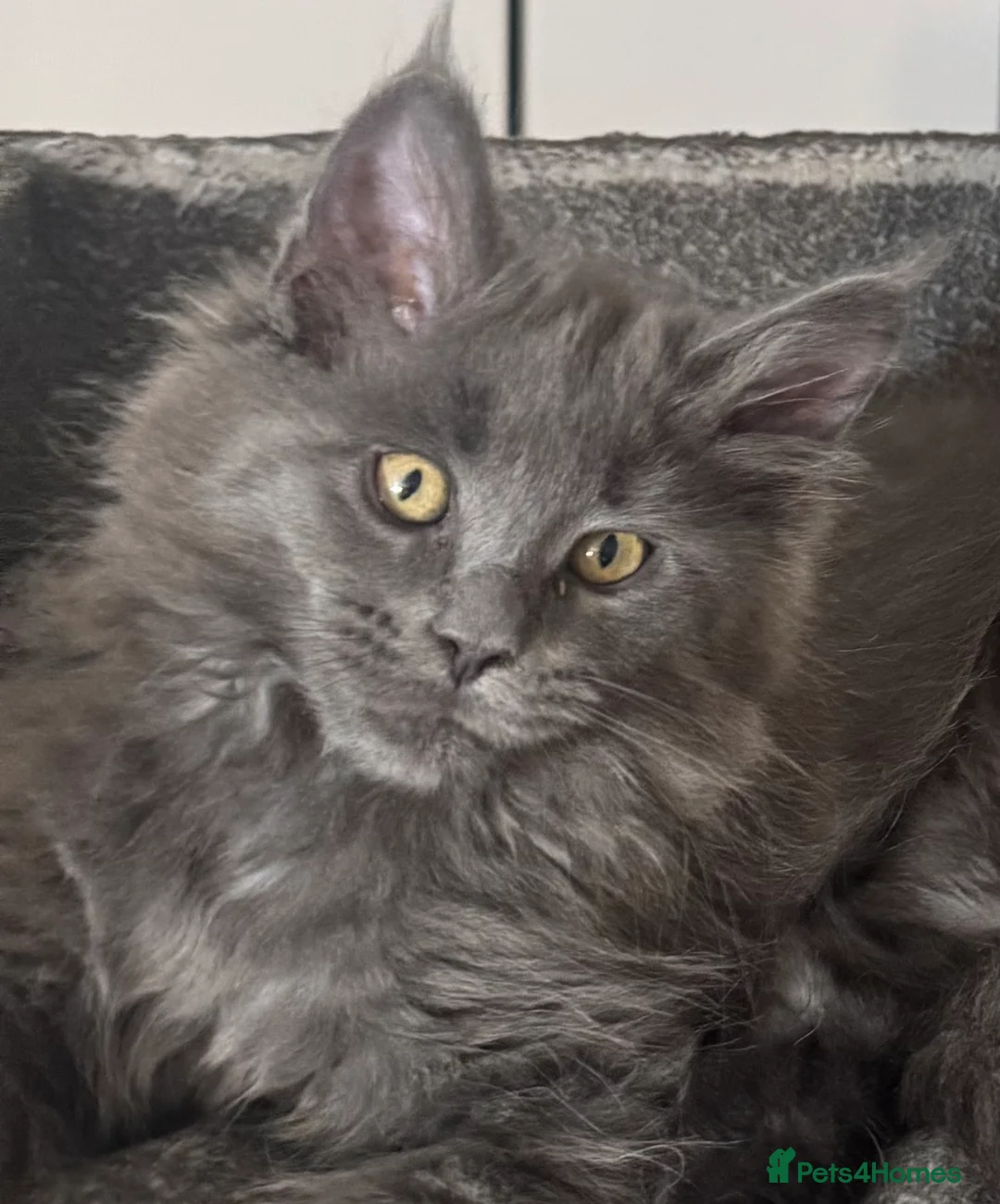 Maine Coon cats for sale: Large female Maine Coon kittens  - Advert 1
