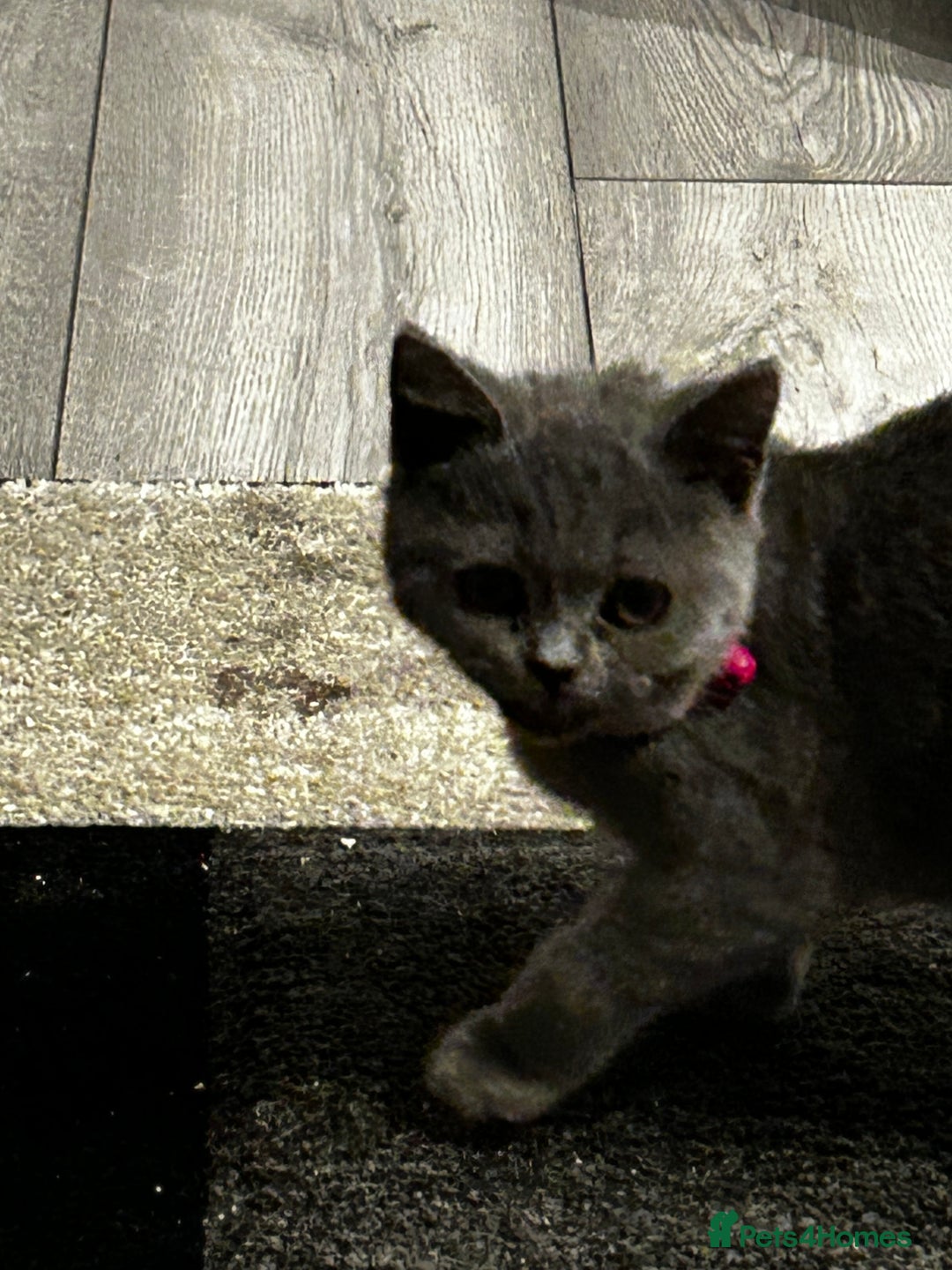 British Shorthair cats for sale: British Shorthair Kitten  - Advert 4