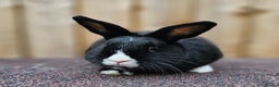 Dutch rabbits for sale: Dutch Does - Advert 5