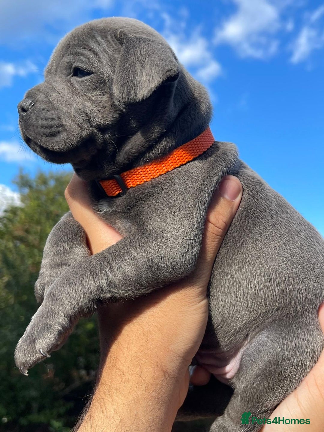 Staffordshire Bull Terrier dogs for sale: STUNNING CHAMPION BRED LITTER - Image 11