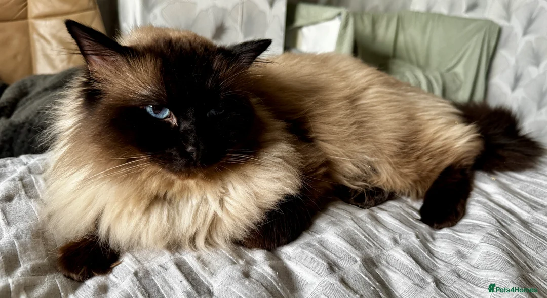 Ragdoll cats for sale: Beautiful pure ragdolls  - Advert 2