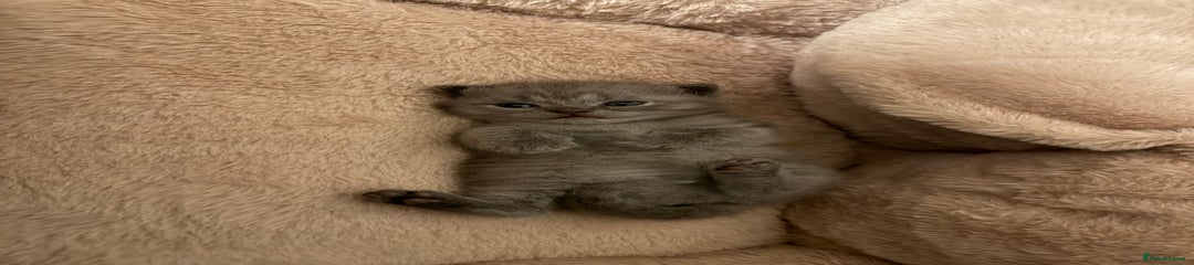 British Shorthair Kitten 2