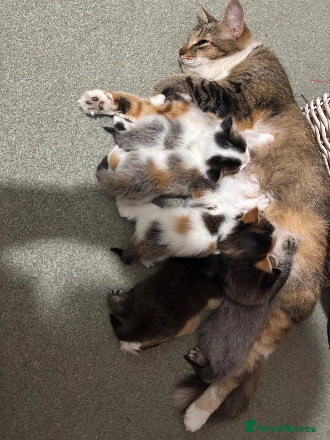 Mixed Breed cats for sale: Kittens in Bury Saint Edmunds - Advert 1