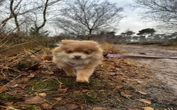 Pomeranian dogs for sale: Teddybear cuddly Retired spayed 1-2 years old  - Image 24