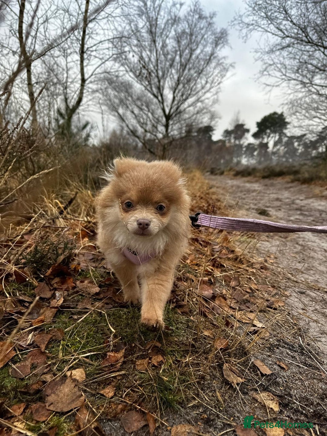 Pomeranian dogs for sale: Teddybear cuddly Retired spayed 1-2 years old  - Image 24