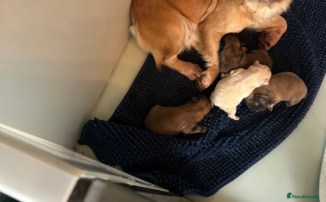 French Bulldog dogs for sale: Beautiful fluffy boys frenchie Puppies  - Advert 6