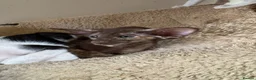 Oriental cats for sale: Pedigree GCCF Oriental Kittens  - Advert 14