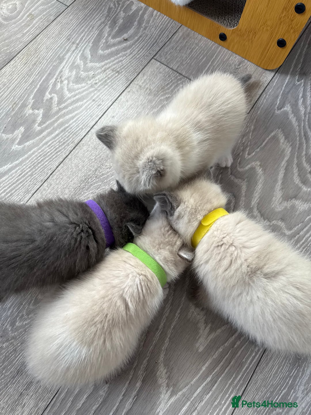 British Shorthair cats for sale: Bsh ragdoll kittens  - Advert 19