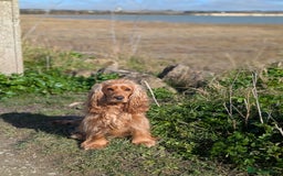 Cocker Spaniel dogs for sale: KC Registered Cocker Spaniel Puppies in Canterbury - Image 18