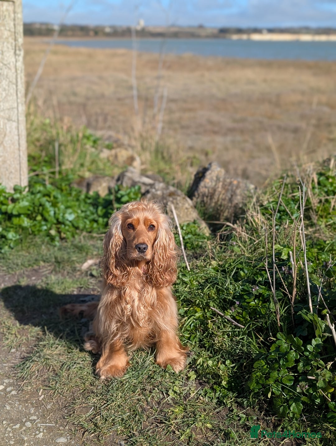 Cocker Spaniel dogs for sale: KC Registered Cocker Spaniel Puppies in Canterbury - Image 18