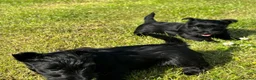 Scottish Terrier dogs for sale: Scottish terrier pups KC registered  - Advert 8