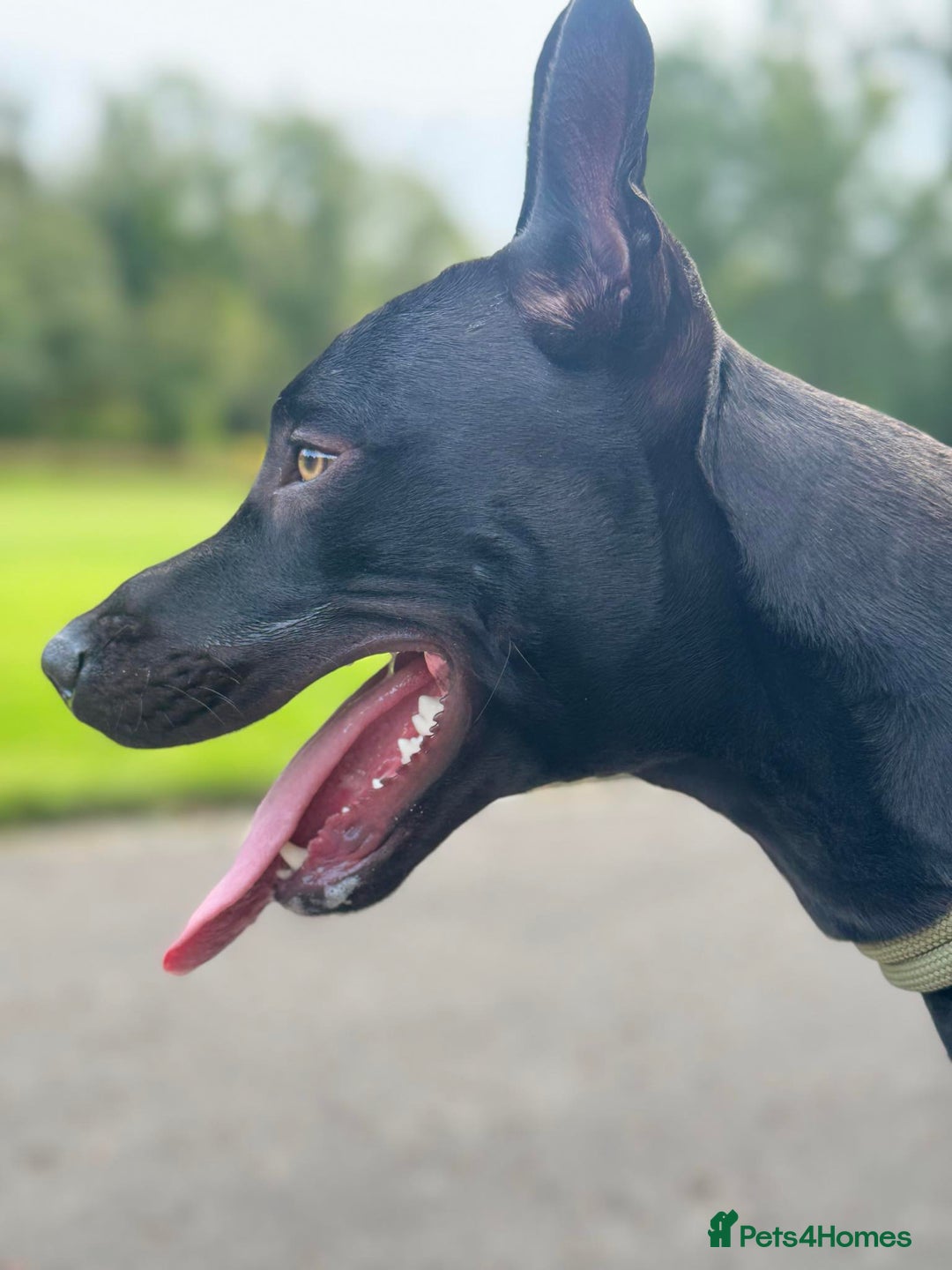 Mixed Breed dogs for sale: Reggie looking for a new loving home  - Image 5