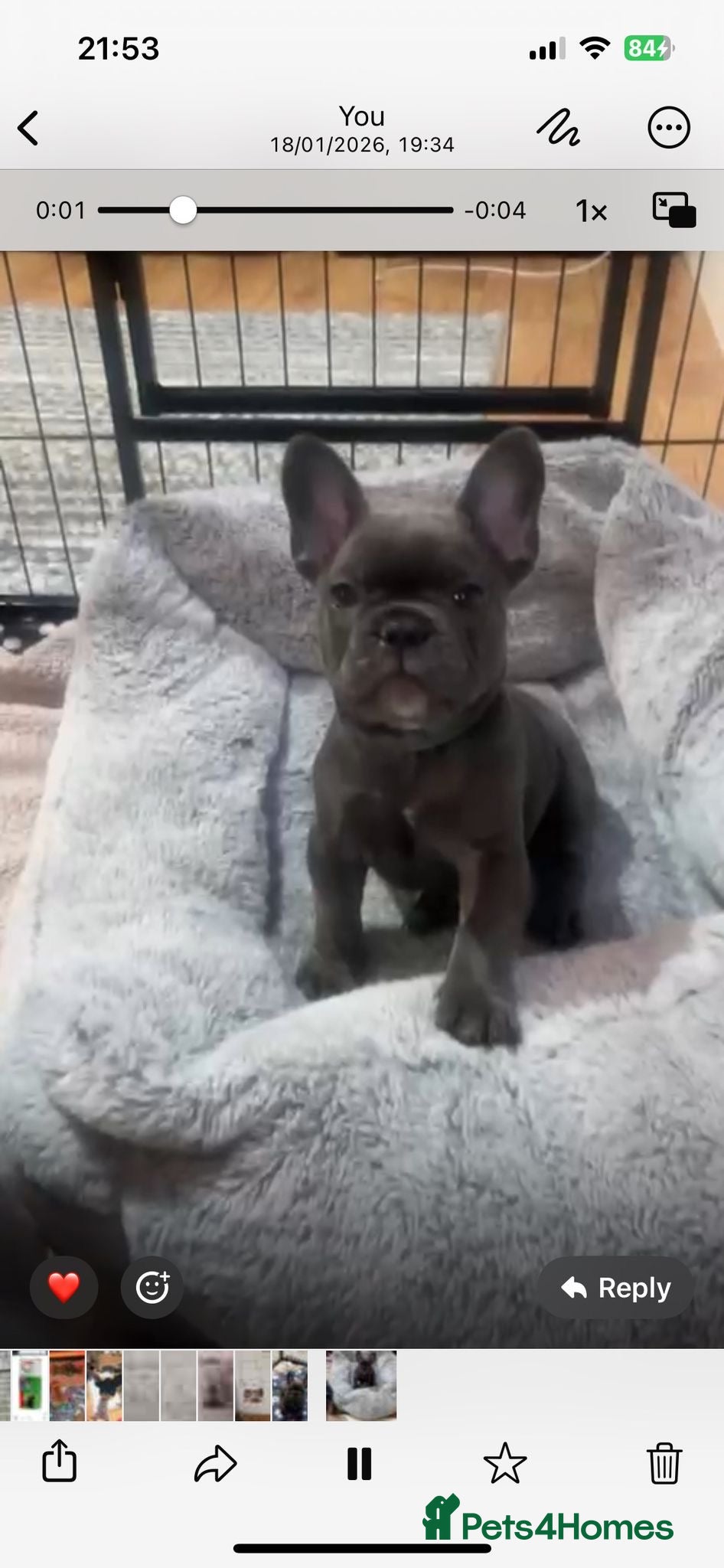 French Bulldog dogs Kc registered girl ready to go now - Advert 3
