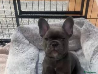 French Bulldog dogs Kc registered girl ready to go now - Advert 1