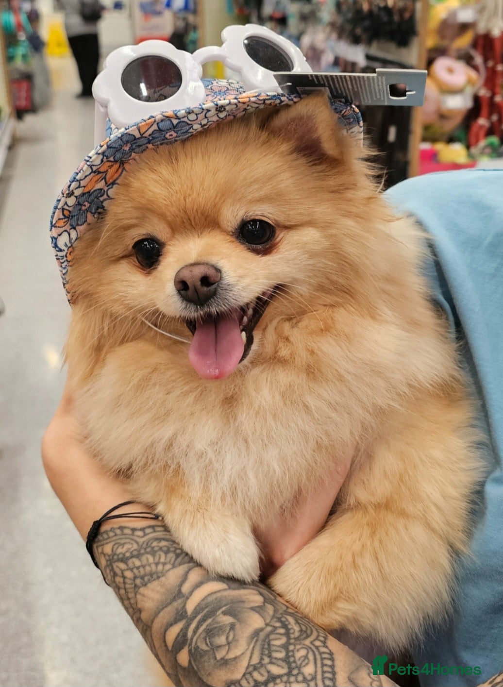 Pomeranian dogs Beautiful 3 Pomeranians up for reservation! - Advert 1