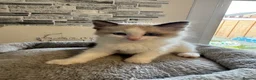 Ragdoll cats for sale: Stunning Ragdoll kittens - Advert 15