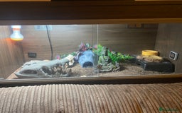 Leopard Gecko reptiles for sale: Leopard gecko for rehome  - Advert 3