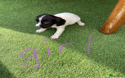 Cocker Spaniel dogs for sale: Cocker spaniels  - Image 6