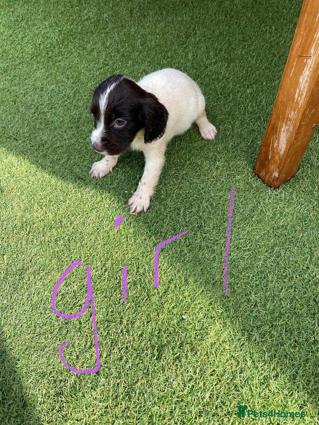 Cocker Spaniel dogs for sale: Cocker spaniels  - Image 6