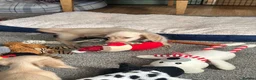 Dachshund dogs for sale: Stunning longhaired creams and shaded cream pups - Advert 10