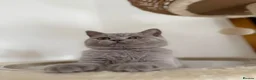 British Shorthair cats for sale: gccf Purring machine CHAMPION blood - Advert 9